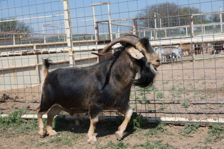 Spanish Goat Info Size Uses Pictures