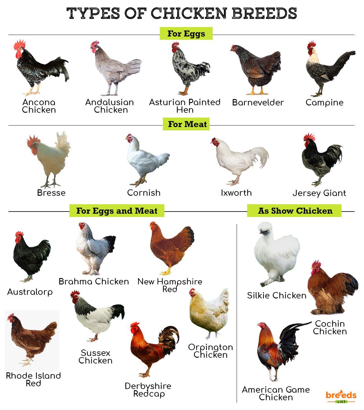 Different Types Of Chickens Chart