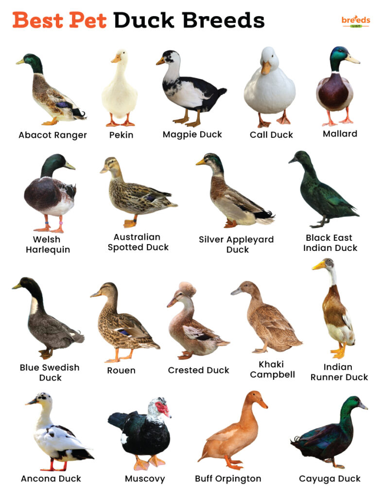 List Of Best Pet Duck Breeds With Pictures