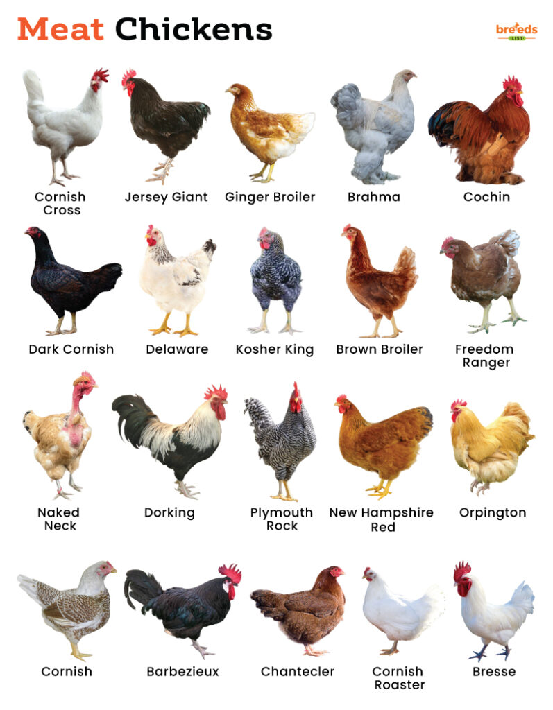 List Of Meat Chickens With Pictures
