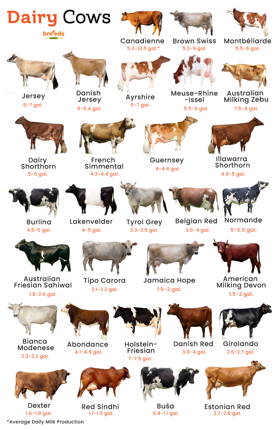International Cattle Breeds List QQCWB