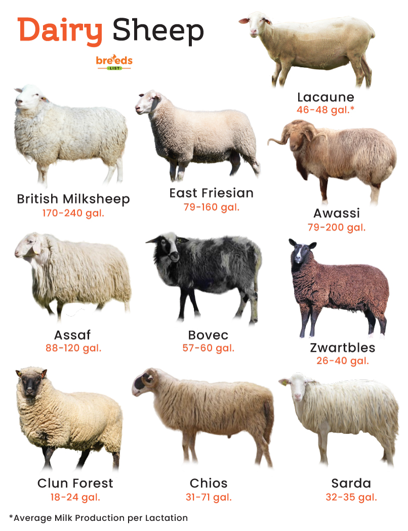 List of Dairy Sheep Breeds With Pictures