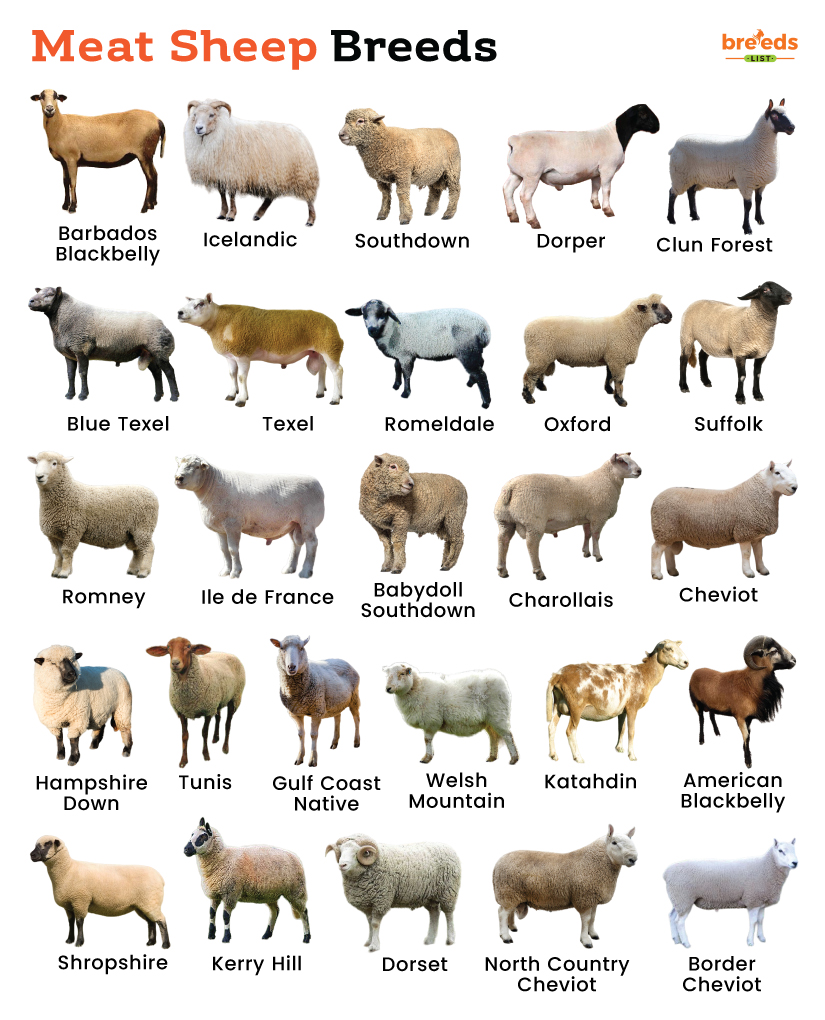 List Of Meat Sheep Breeds With Pictures