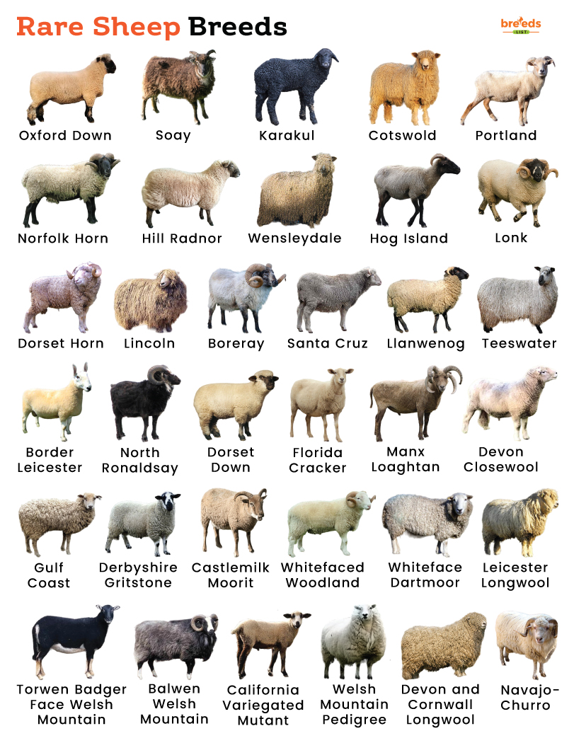 List of Rare Sheep Breeds With Pictures